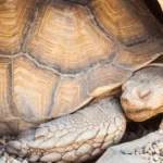 Tortoise hibernation