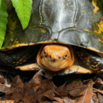 What eats a tortoise