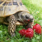 What fruit can a tortoise eat