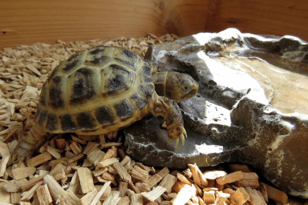 How Often Should I Change My Tortoises Water