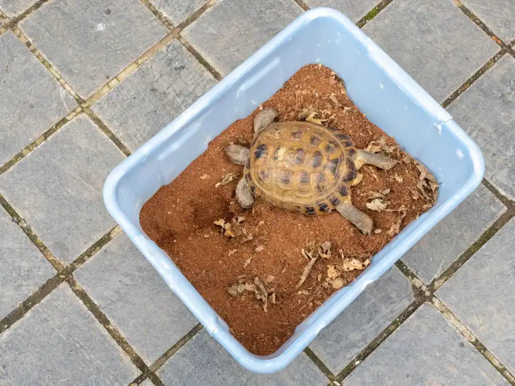 Building A Tortoise Hibernation Box Is Essential
