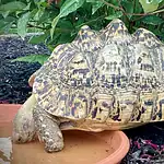 Tips For Raising Leopard Tortoises Indoors