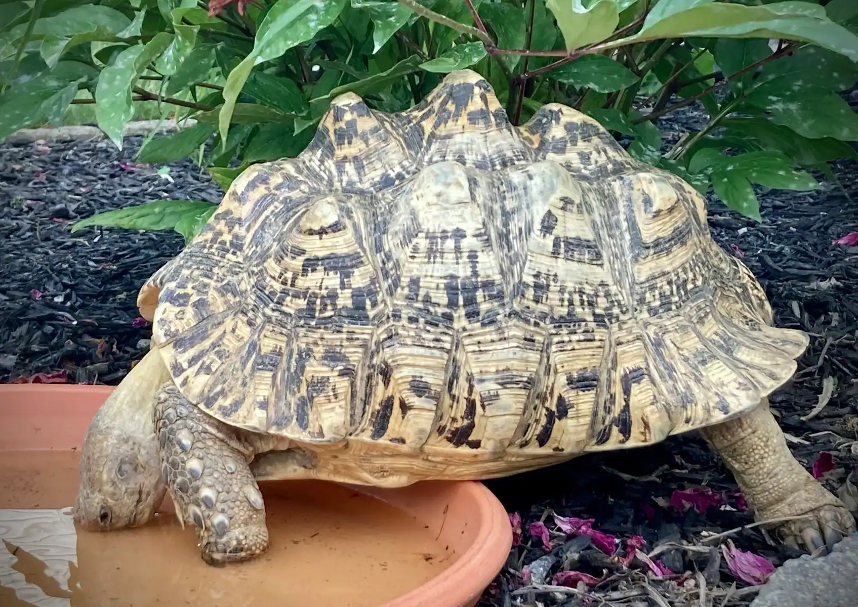 Tips For Raising Leopard Tortoises Indoors With Ease