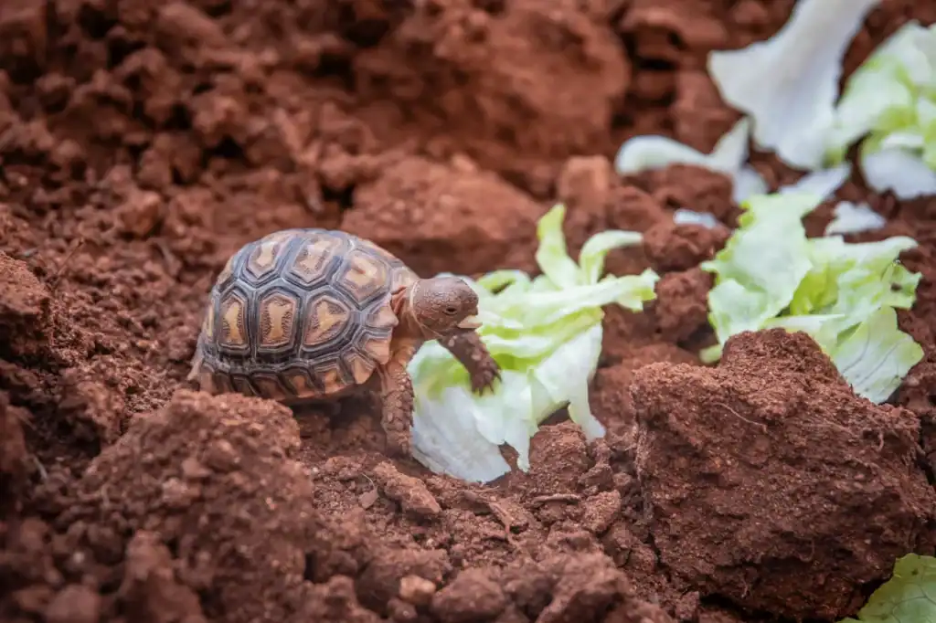 Best Tortoise Bedding For Desert Species