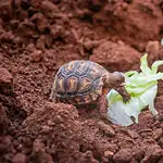 Best Tortoise Bedding For Desert Species