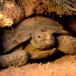 How Tortoises Survive In The Desert