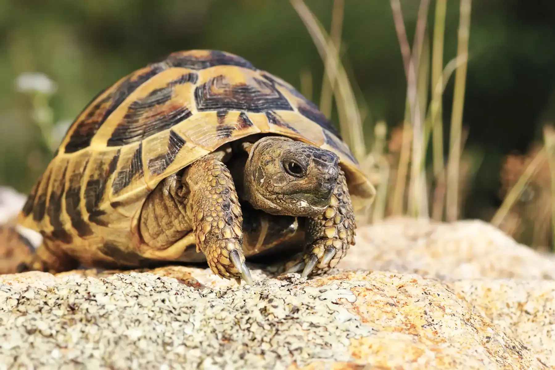 Cutest Tortoise Breeds You Will Love